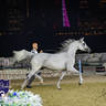 World Arabian Horse Championship Day One - Mares & Fillies