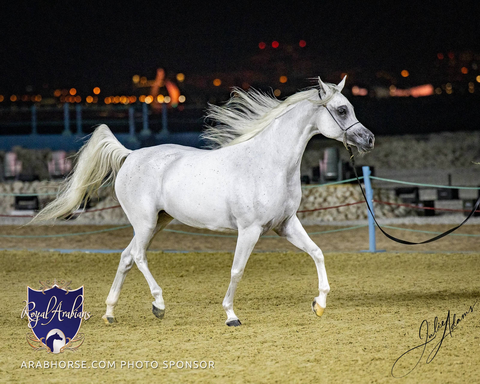 World Arabian Horse Championship Day One - Mares & Fillies
