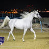 World Arabian Horse Championship Day One - Mares & Fillies