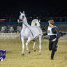 World Arabian Horse Championship Day One - Mares & Fillies