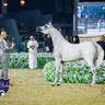 World Arabian Horse Championship Day One - Mares & Fillies
