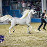 World Arabian Horse Championship Day One - Mares & Fillies