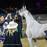 World Arabian Horse Championship Day One - Mares & Fillies