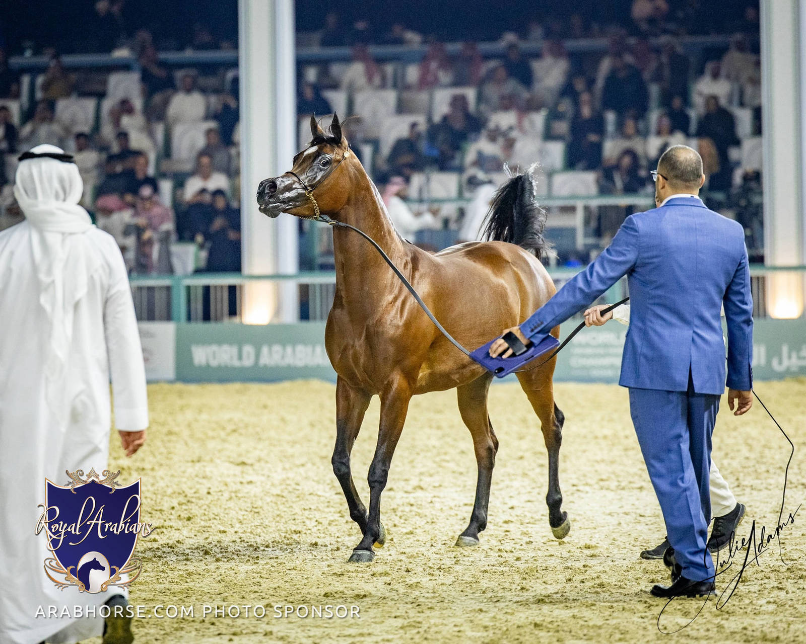 World Arabian Horse Championship Day One - Mares & Fillies