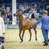 World Arabian Horse Championship Day One - Mares & Fillies