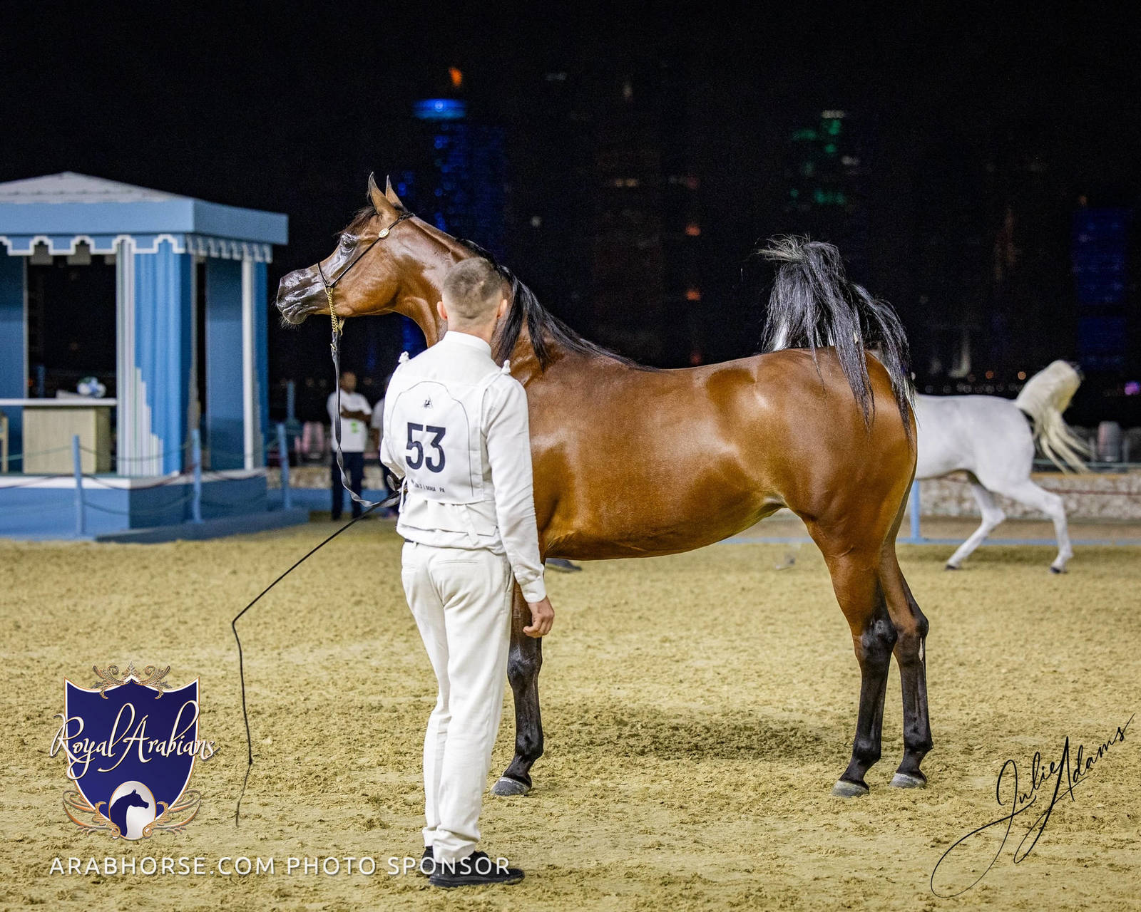 World Arabian Horse Championship Day One - Mares & Fillies