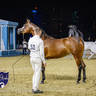 World Arabian Horse Championship Day One - Mares & Fillies