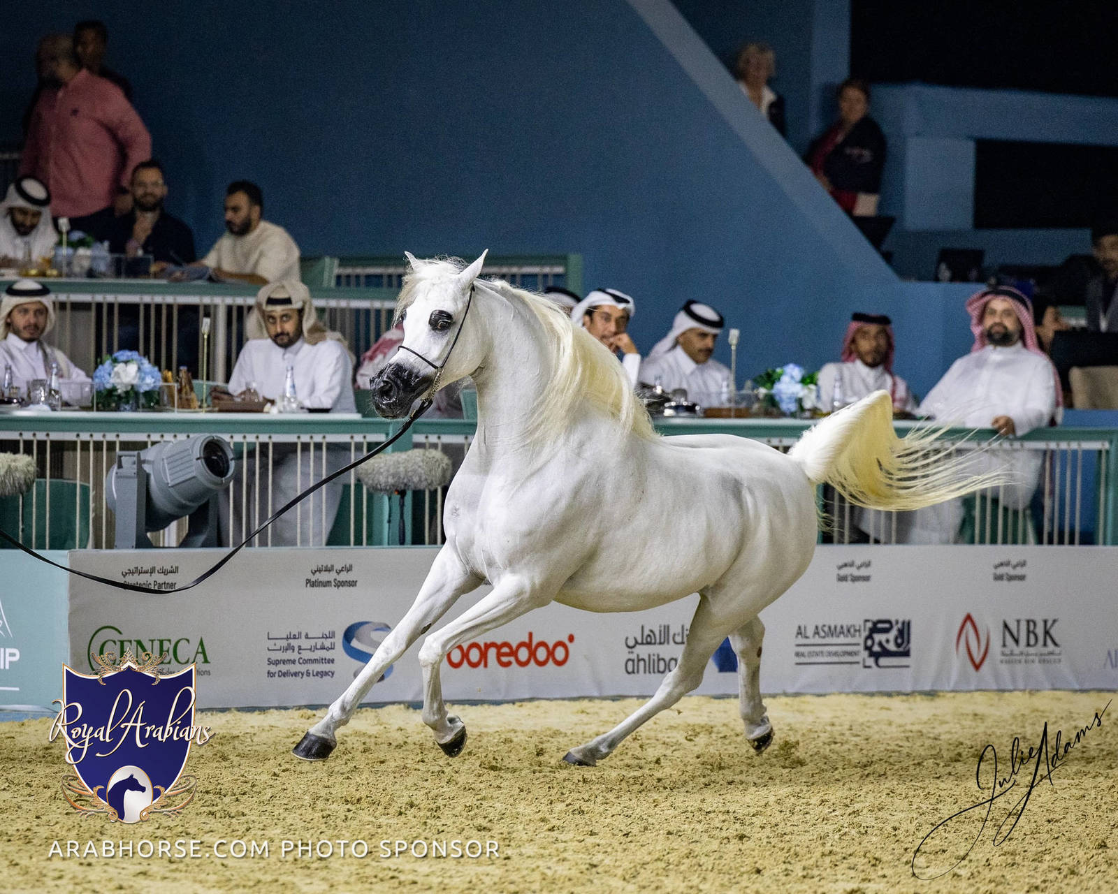 World Arabian Horse Championship Day One - Mares & Fillies