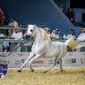 World Arabian Horse Championship Day One - Mares & Fillies