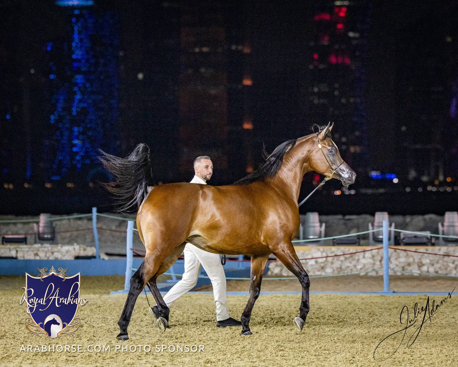 World Arabian Horse Championship Day One - Mares & Fillies