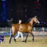 World Arabian Horse Championship Day One - Mares & Fillies
