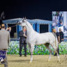 World Arabian Horse Championship Day One - Mares & Fillies