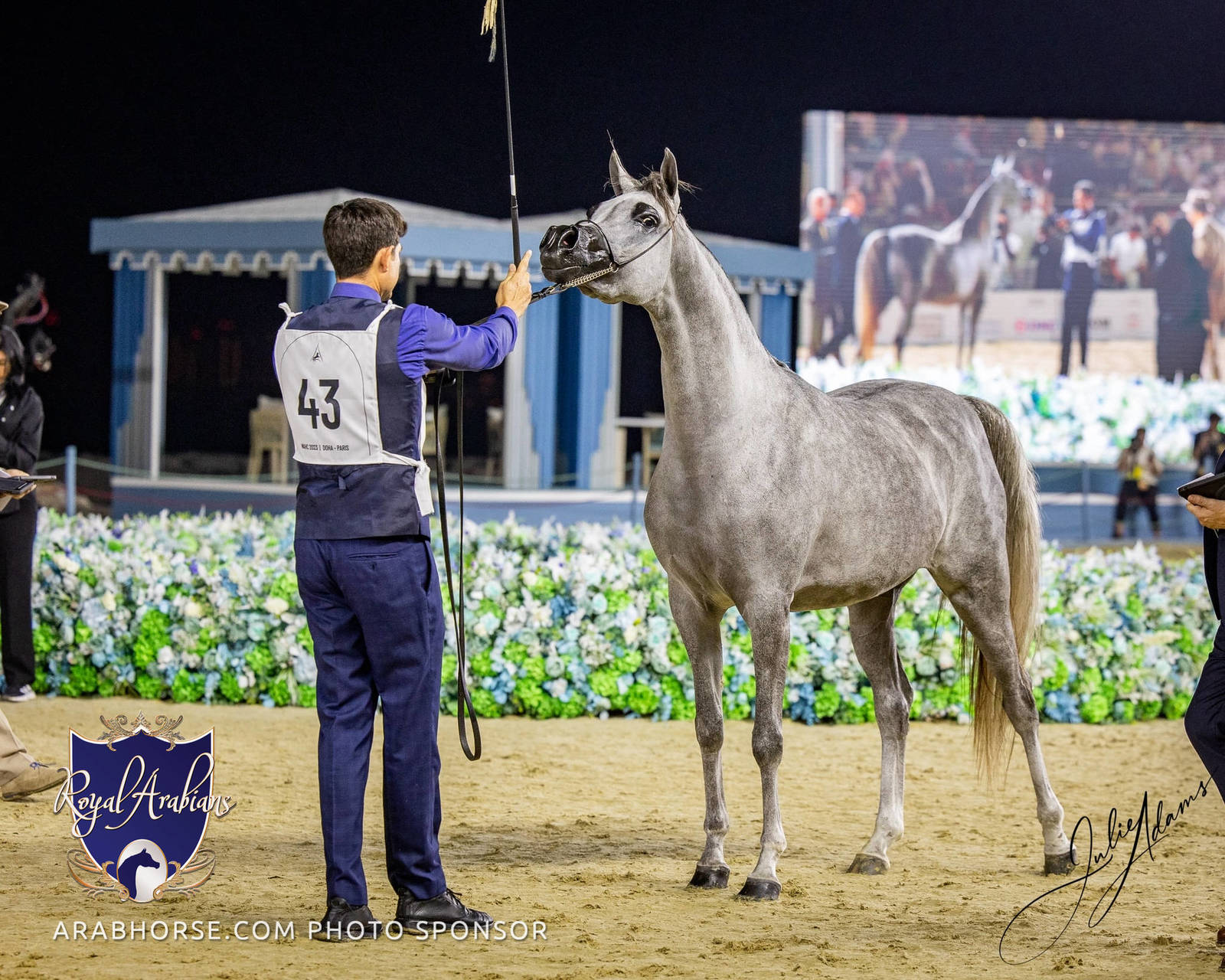 World Arabian Horse Championship Day One - Mares & Fillies
