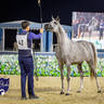 World Arabian Horse Championship Day One - Mares & Fillies