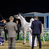 World Arabian Horse Championship Day One - Mares & Fillies