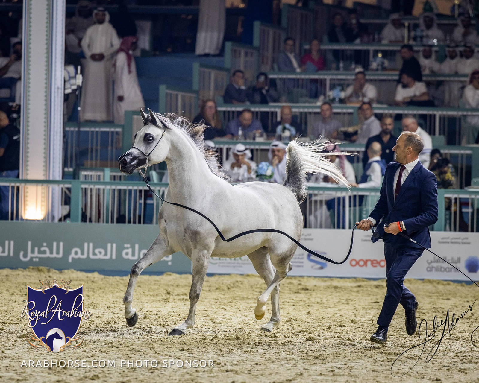 World Arabian Horse Championship Day One - Mares & Fillies