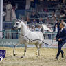 World Arabian Horse Championship Day One - Mares & Fillies
