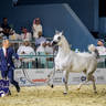 World Arabian Horse Championship Day One - Mares & Fillies