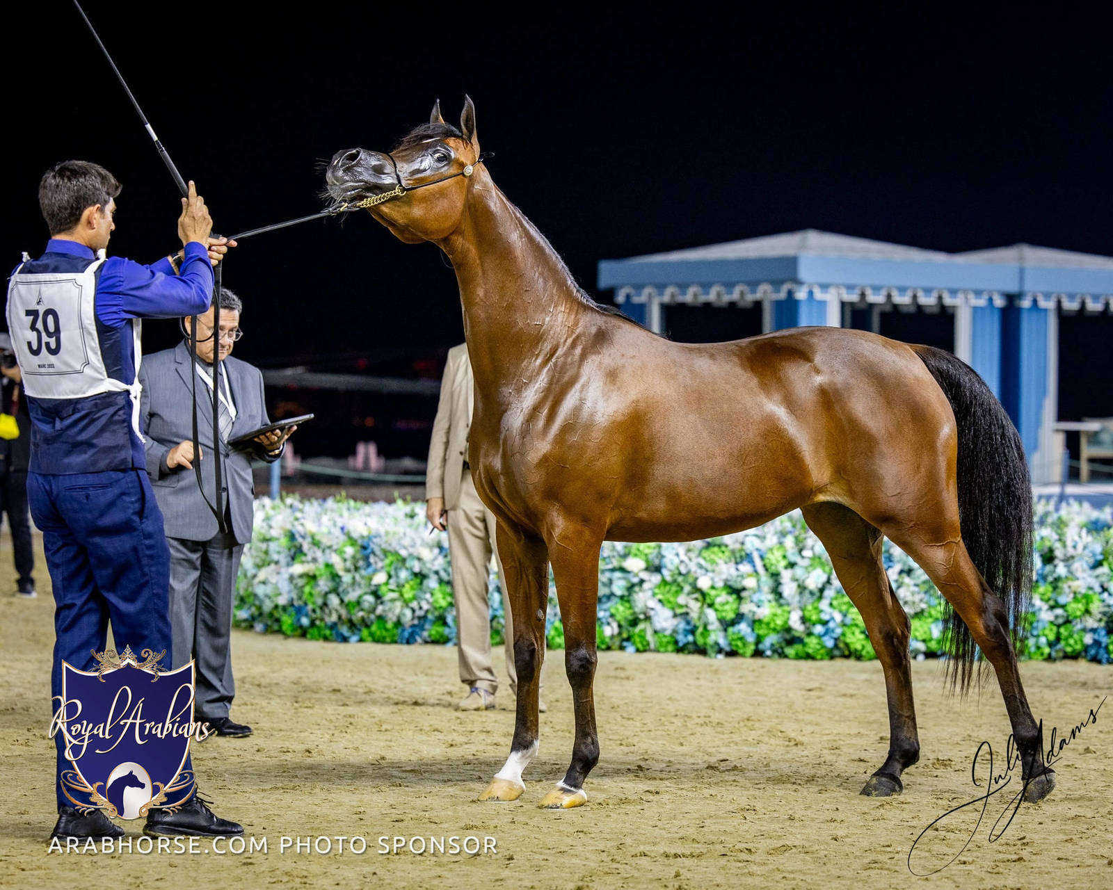 World Arabian Horse Championship Day One - Mares & Fillies