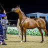 World Arabian Horse Championship Day One - Mares & Fillies