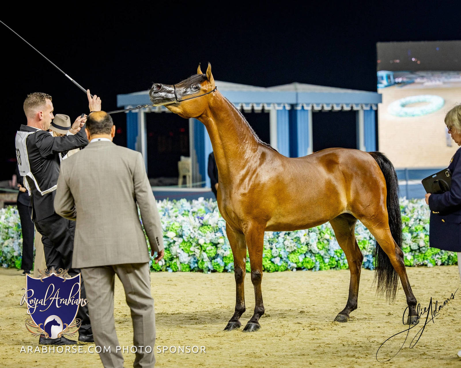 World Arabian Horse Championship Day One - Mares & Fillies