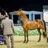 World Arabian Horse Championship Day One - Mares & Fillies