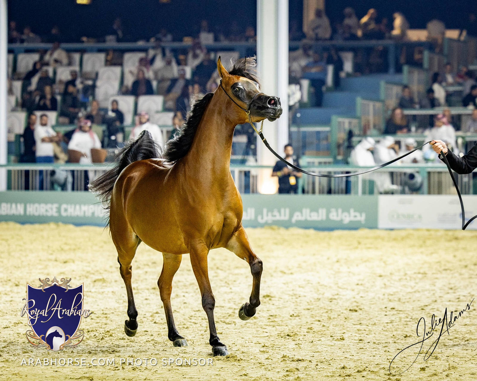 World Arabian Horse Championship Day One - Mares & Fillies