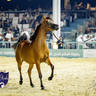 World Arabian Horse Championship Day One - Mares & Fillies