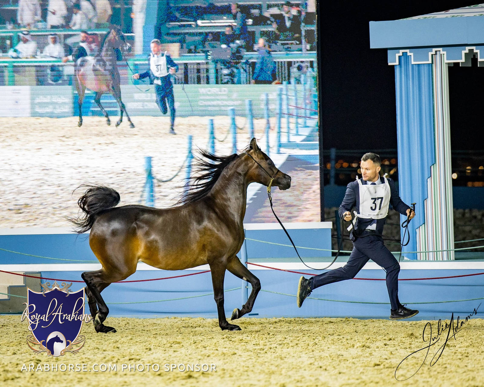 World Arabian Horse Championship Day One - Mares & Fillies