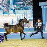 World Arabian Horse Championship Day One - Mares & Fillies
