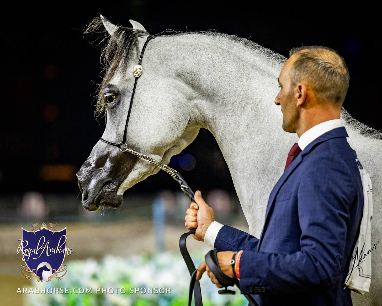 World Arabian Horse Championship Day One - Mares & Fillies