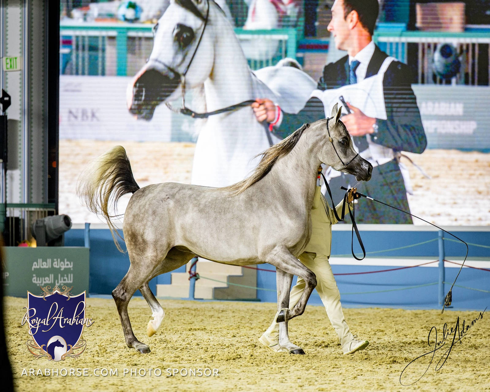 World Arabian Horse Championship Day One - Mares & Fillies