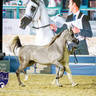 World Arabian Horse Championship Day One - Mares & Fillies