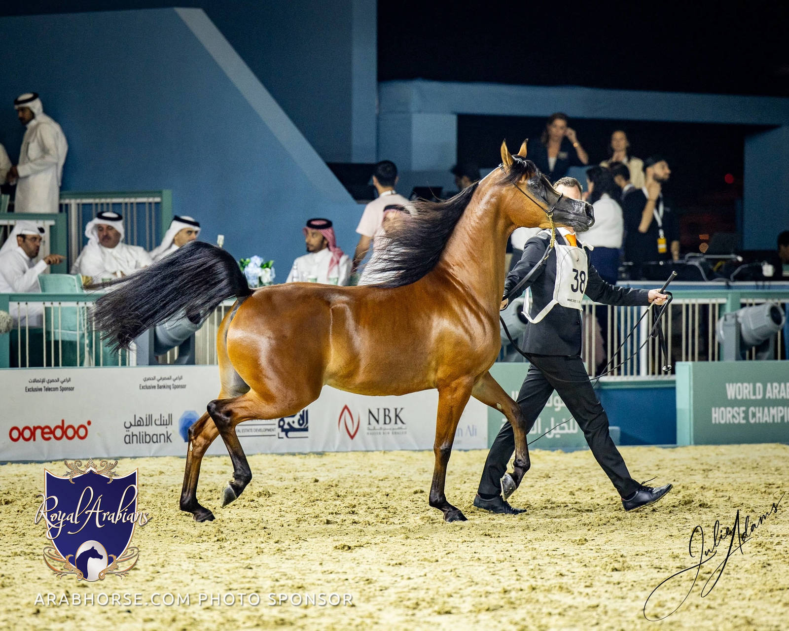 World Arabian Horse Championship Day One - Mares & Fillies