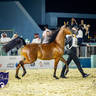 World Arabian Horse Championship Day One - Mares & Fillies
