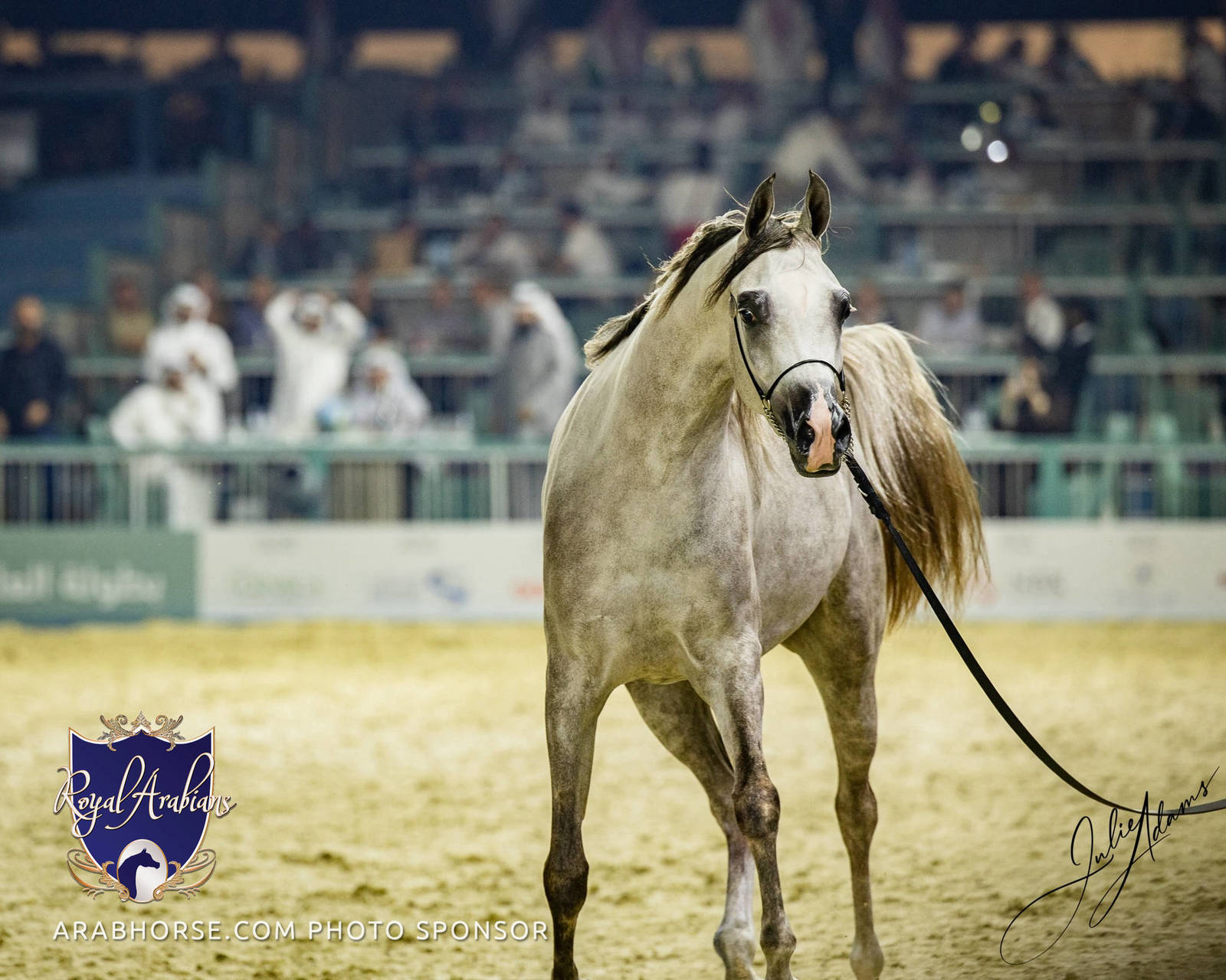 World Arabian Horse Championship Day One - Mares & Fillies