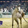 World Arabian Horse Championship Day One - Mares & Fillies