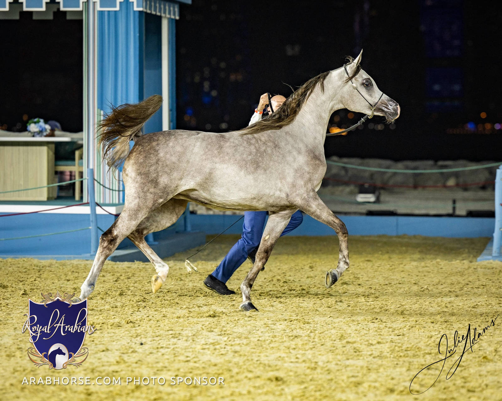 World Arabian Horse Championship Day One - Mares & Fillies