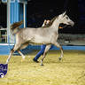 World Arabian Horse Championship Day One - Mares & Fillies