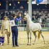 World Arabian Horse Championship Day One - Mares & Fillies