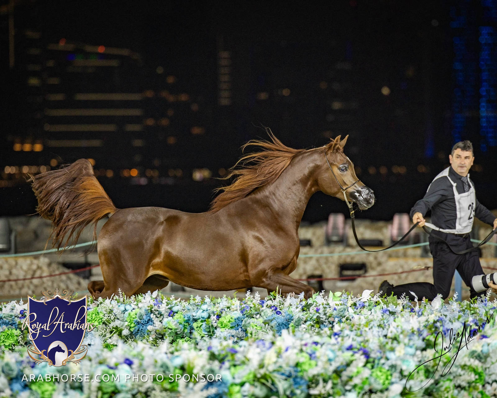World Arabian Horse Championship Day One - Mares & Fillies