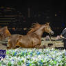 World Arabian Horse Championship Day One - Mares & Fillies