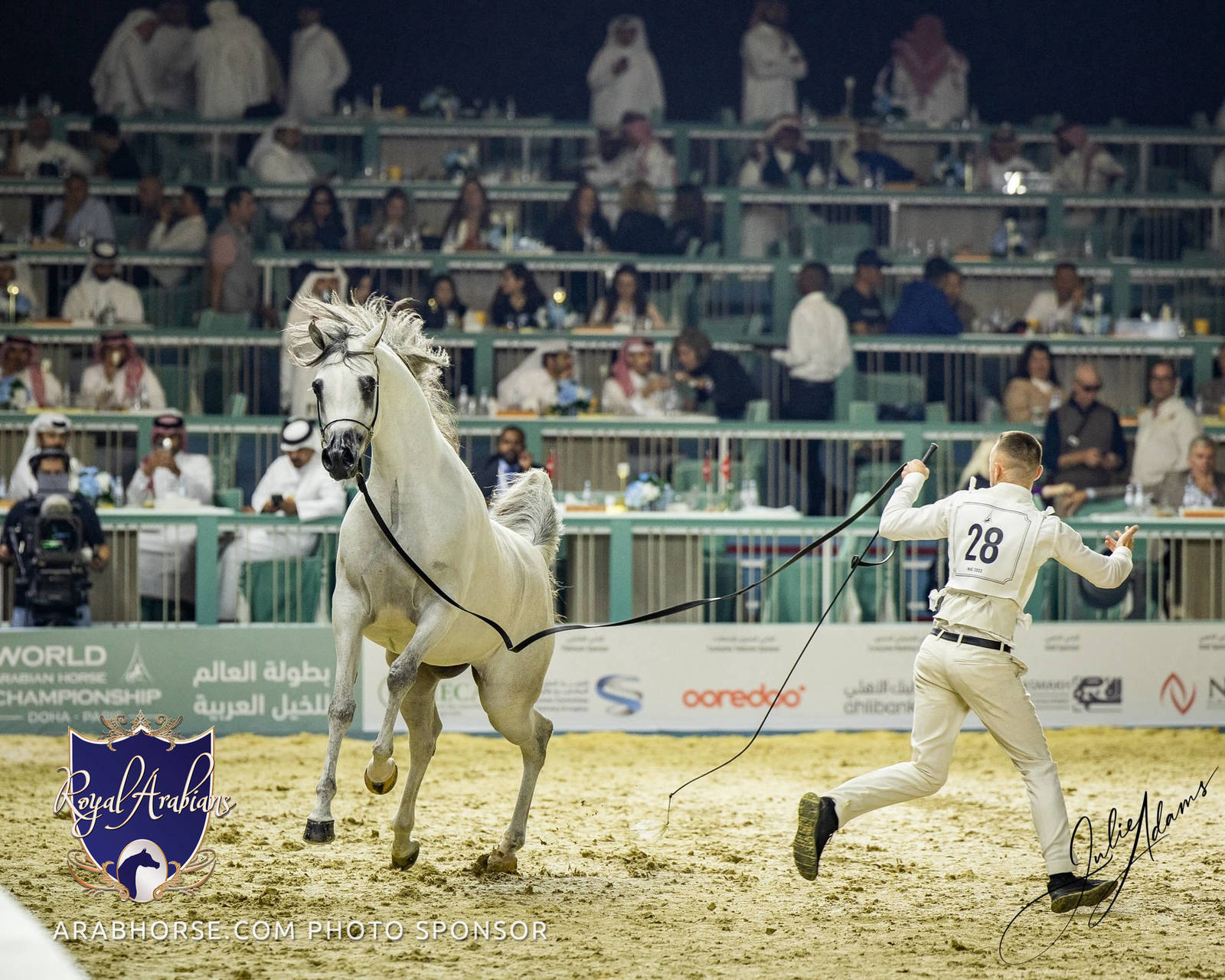 World Arabian Horse Championship Day One - Mares & Fillies