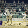 World Arabian Horse Championship Day One - Mares & Fillies