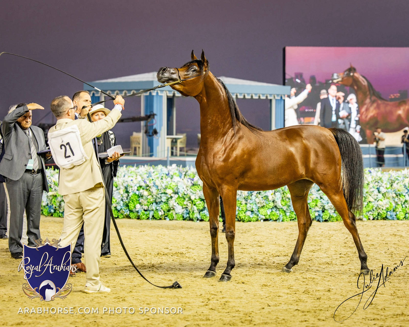World Arabian Horse Championship Day One - Mares & Fillies