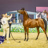World Arabian Horse Championship Day One - Mares & Fillies