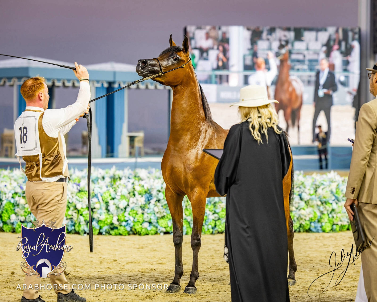 World Arabian Horse Championship Day One - Mares & Fillies