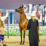 World Arabian Horse Championship Day One - Mares & Fillies