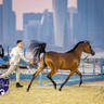 World Arabian Horse Championship Day One - Mares & Fillies