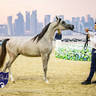 World Arabian Horse Championship Day One - Mares & Fillies